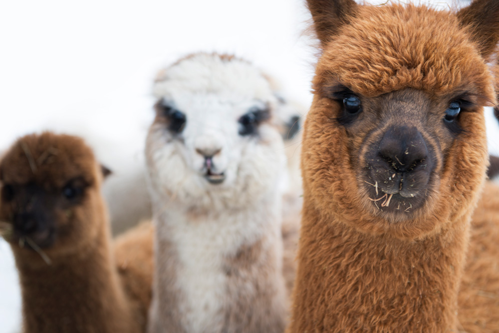 Three-alpaca-eating-hay